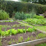 Organic Vegetable Gardening Can be Easy!